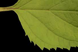 Attēlu rezultāti vaicājumam “Scrophularia nodosa leaf”