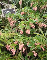 Attēlu rezultāti vaicājumam “Enkianthus chinensis”