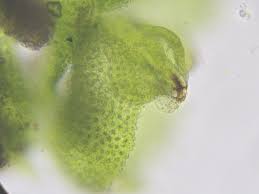 Attēlu rezultāti vaicājumam “Dicranella varia”