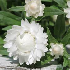 Image result for Strohblume