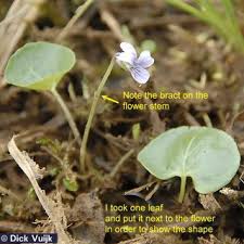 Attēlu rezultāti vaicājumam “Viola epipsila flower”