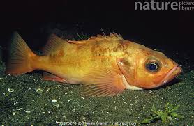 Image result for Sebastes