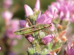 Attēlu rezultāti vaicājumam “Myrmus miriformis”