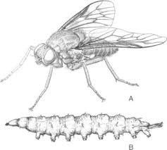 Attēlu rezultāti vaicājumam “Chironomidae imago”