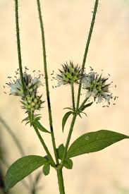 Image result for Dipsacus pilosus