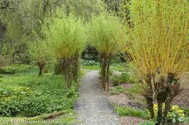 Attēlu rezultāti vaicājumam “Salix alba var. vitellina”