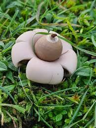 Attēlu rezultāti vaicājumam “Geastrum”