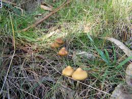 Attēlu rezultāti vaicājumam “Psilocybe sp.”