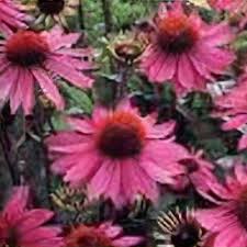 Image result for Echinacea Lustre hybrids