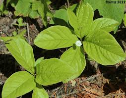 Attēlu rezultāti vaicājumam “Trientalis europaea leaf”