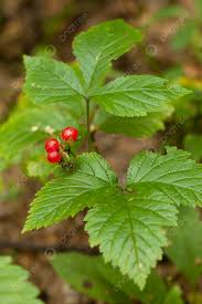 Attēlu rezultāti vaicājumam “Rubus saxatilis flower”