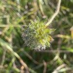 Attēlu rezultāti vaicājumam “Knautia arvensis fruit”