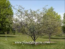 Attēlu rezultāti vaicājumam “x Sorbaronia fallax”