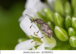 Attēlu rezultāti vaicājumam “Polydrusus tereticollis”