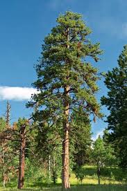Attēlu rezultāti vaicājumam “Pinus ponderosa”