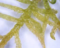 Attēlu rezultāti vaicājumam “Pseudoscleropodium purum”