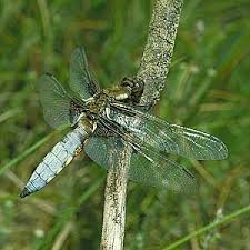 Attēlu rezultāti vaicājumam “Libellula depressa”