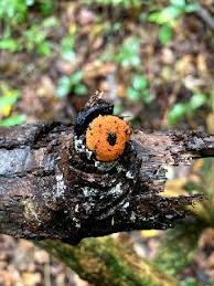 Attēlu rezultāti vaicājumam “Hypoxylon multiforme”