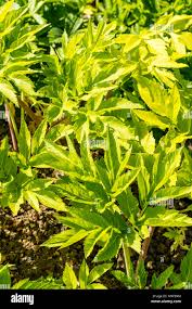 Attēlu rezultāti vaicājumam “Angelica archangelica leaf”