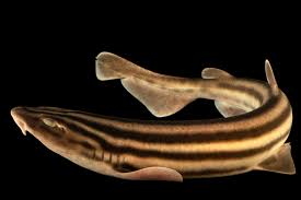 Image result for Poroderma africanum