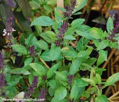 Image result for Ocimum basilicum