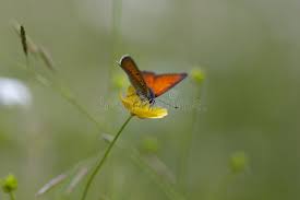 Attēlu rezultāti vaicājumam “Lycaena hippothoe female”
