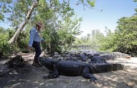 Image result for London Gators