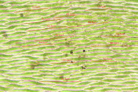 Attēlu rezultāti vaicājumam “Oxyrrhynchium hians var. rigidum macro”