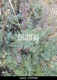 Image result for Artemisia gmelinii