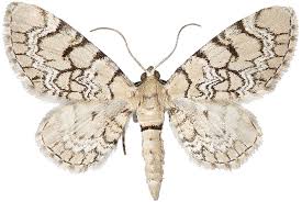 Attēlu rezultāti vaicājumam “Eupithecia venosata”