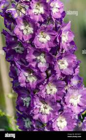 Attēlu rezultāti vaicājumam “Delphinium elatum  bud”
