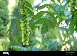 Attēlu rezultāti vaicājumam “Pterocarya fraxinifolia leaf”