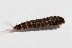 Attēlu rezultāti vaicājumam “Attagenus pellio”