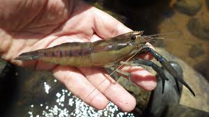 Attēlu rezultāti vaicājumam “Didymium crustaceum macro”