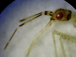 Attēlu rezultāti vaicājumam “Dicyphus nymph”