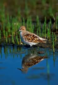 Attēlu rezultāti vaicājumam “Calidris minuta”