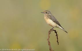 Image result for Oenanthe pleschanka