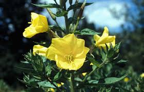 Image result for Nachtkerze