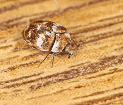 Attēlu rezultāti vaicājumam “Anthrenus verbasci”