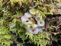 Attēlu rezultāti vaicājumam “Stemonitopsis subcaespitosa spores”