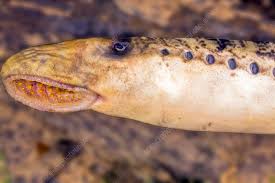 Image result for Petromyzon marinus