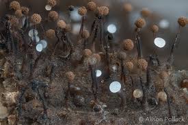 Attēlu rezultāti vaicājumam “Clastoderma debaryanum spores”