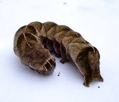 Attēlu rezultāti vaicājumam “Melanchra persicariae”