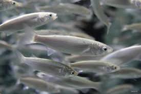 Image result for Chelon richardsonii