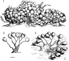 Attēlu rezultāti vaicājumam “Tubifera applanata sessile”