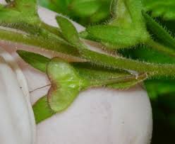 Attēlu rezultāti vaicājumam “Veronica chamaedrys leaf”