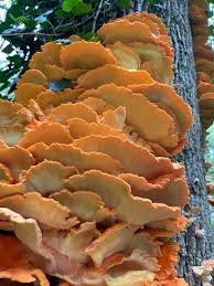 Attēlu rezultāti vaicājumam “Laetiporus sulphureus”