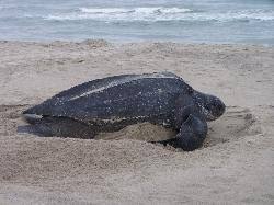 Image result for Dermochelys coriacea