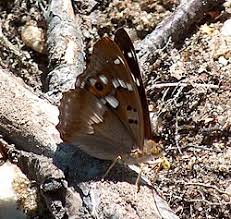 Attēlu rezultāti vaicājumam “Apatura ilia male”