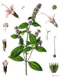 Attēlu rezultāti vaicājumam “Mentha x piperita leaf”